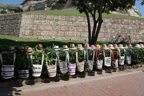 Foto Anggur minum amerika selatan
 kolumbia