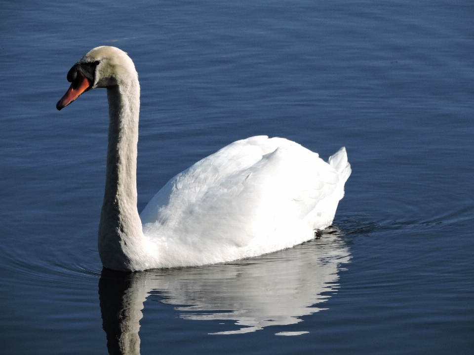 Landscape water nature bird