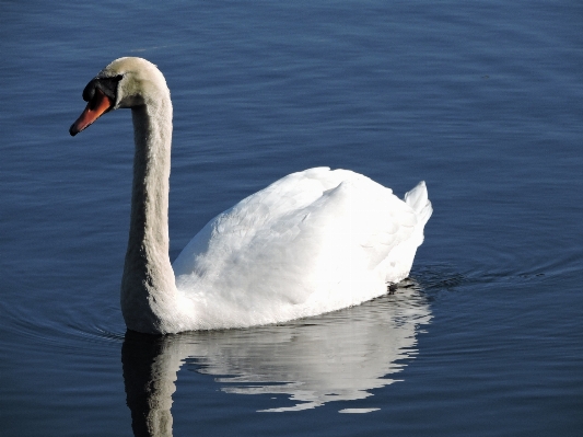 Landscape water nature bird Photo