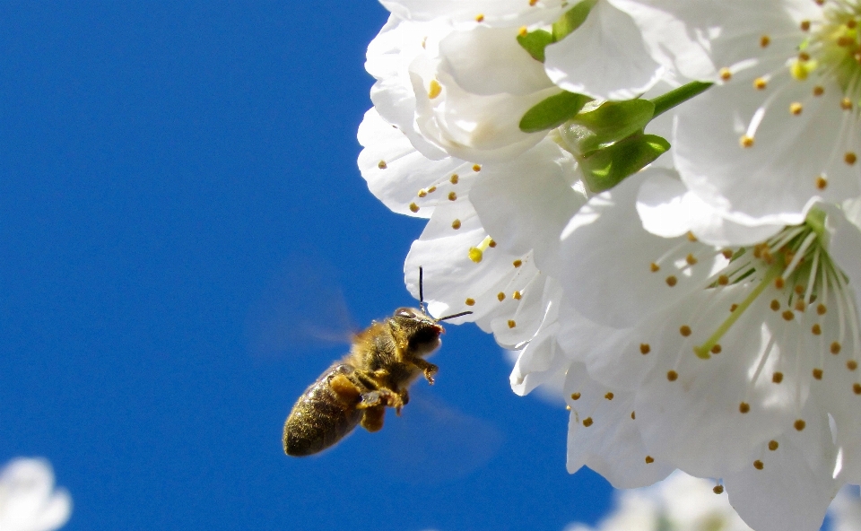 Natur draussen zweig blüte