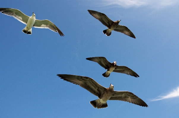 Photo Mer nature oiseau aile