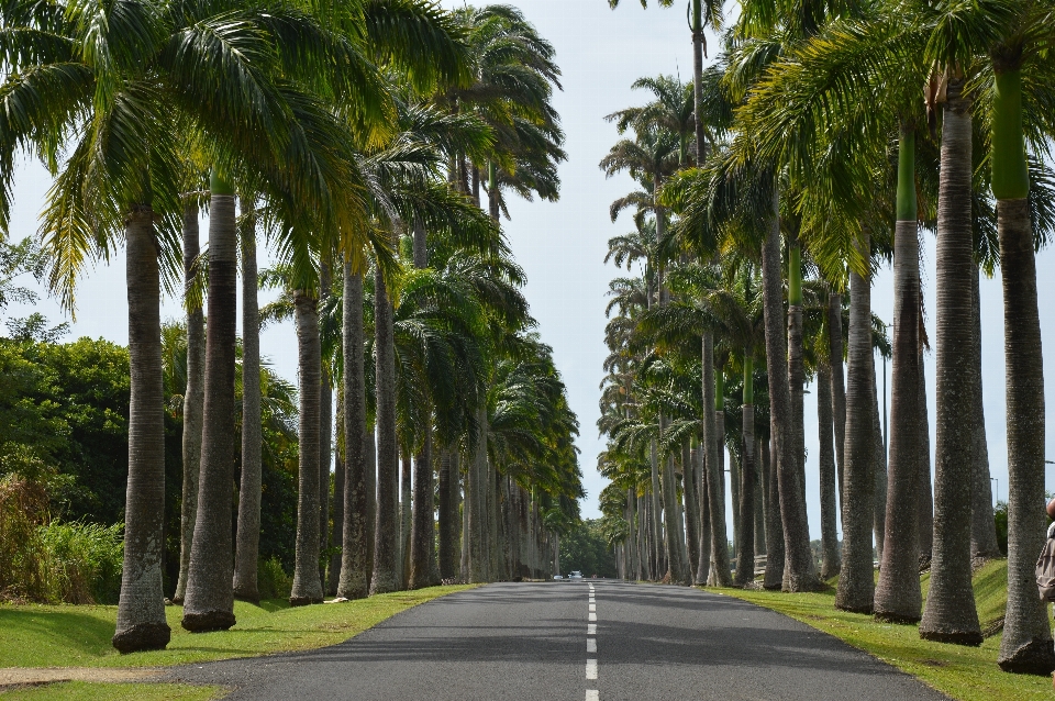 Tree plant road palm