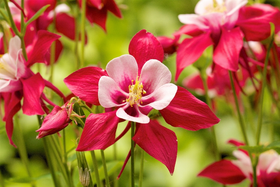 Natura fiore pianta petalo