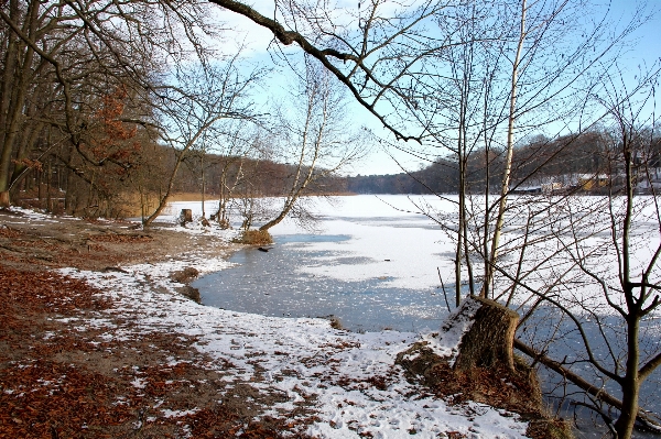 Landscape tree water nature Photo