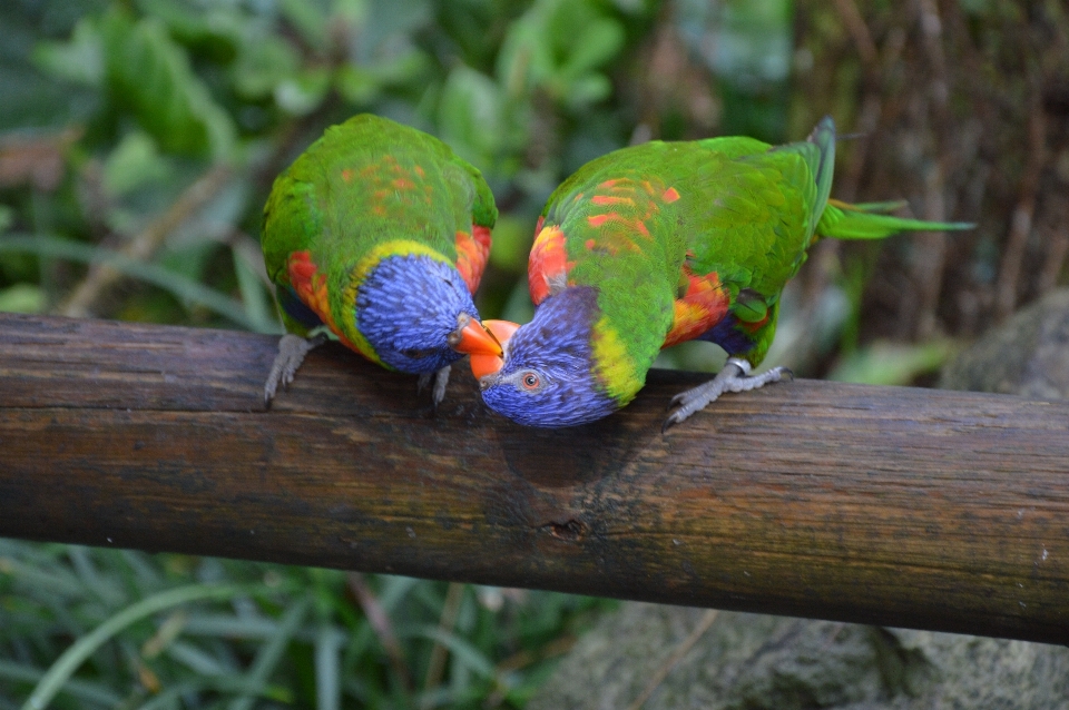 Alam cabang burung margasatwa