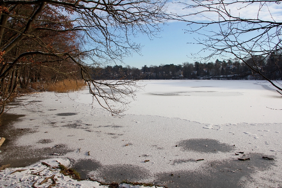 árvore água filial neve