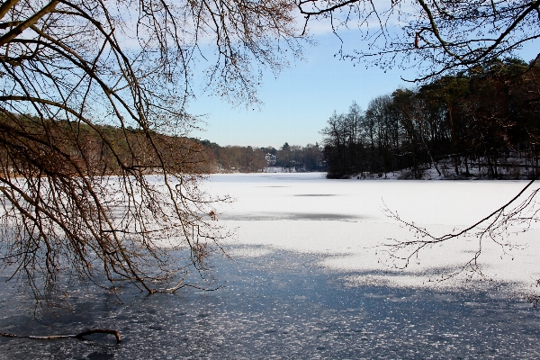 Photo Paysage arbre eau nature