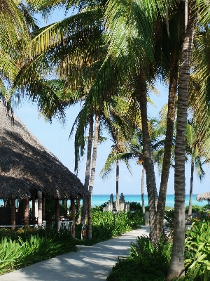 Foto Praia árvore água oceano