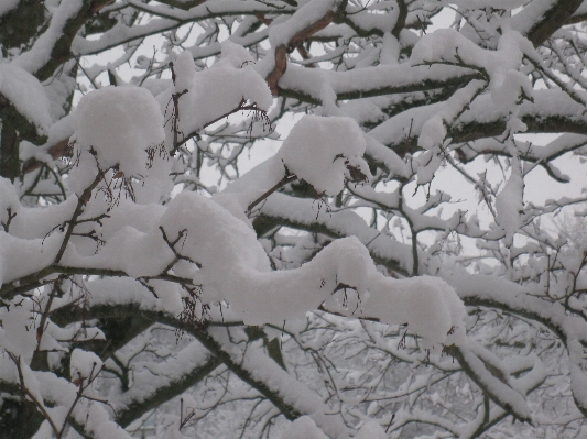 Tree nature forest branch Photo