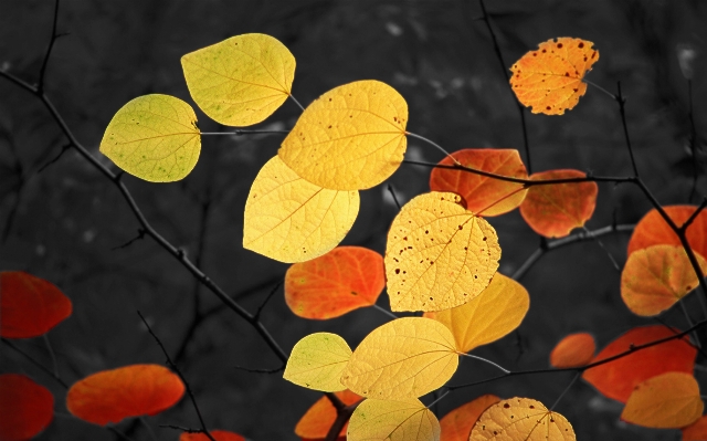 Tree plant leaf flower Photo