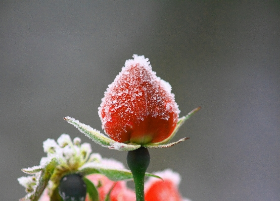 Photo Nature bifurquer fleurir neige