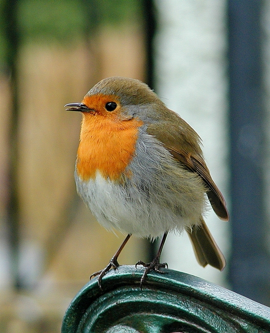 Nature bird cute wildlife