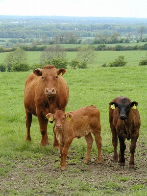 Landscape field farm meadow Photo