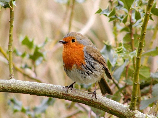 Tree nature branch bird Photo