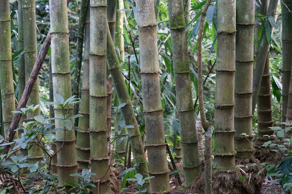 Pohon hutan cabang tanaman