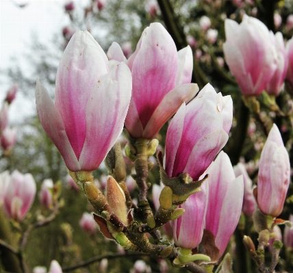 Tree nature blossom plant Photo