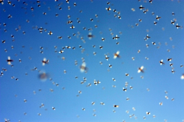 ブランチ 落とす 空 花 写真