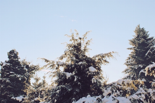 Landscape tree nature forest Photo