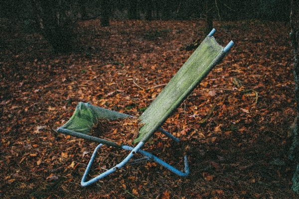 Foto Albero natura foresta erba