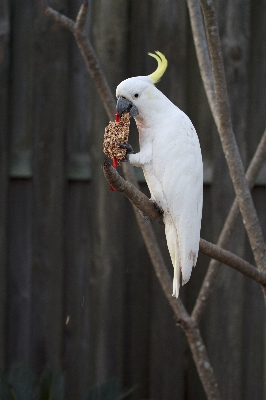 Branch bird white animal Photo