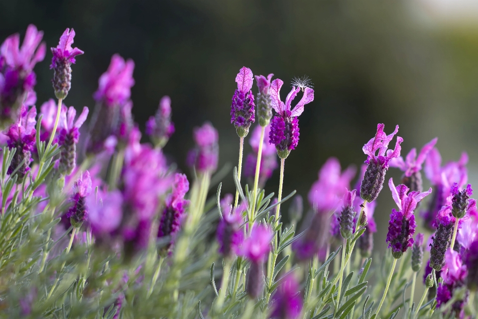 Nature grass plant field