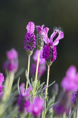 Nature plant field flower Photo