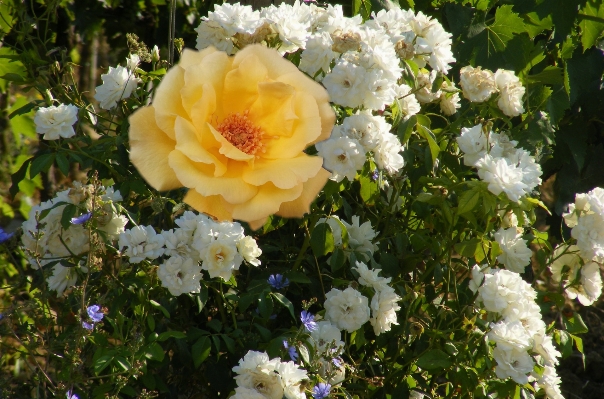 Nature blossom plant flower Photo