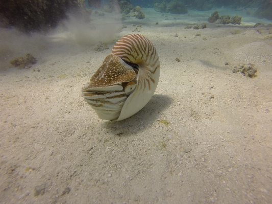 Zdjęcie Morze natura piasek ocean