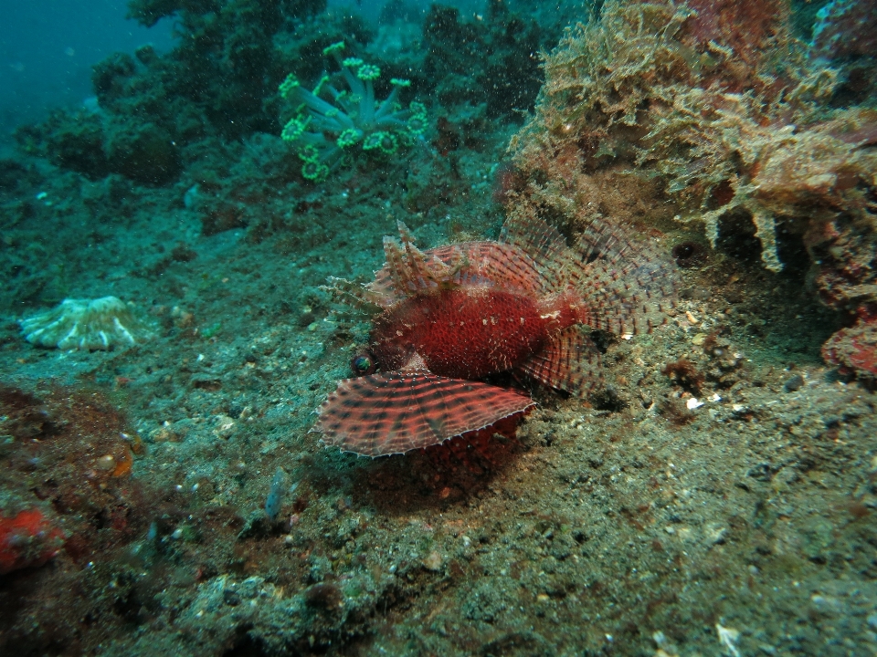 海 自然 海洋 動物