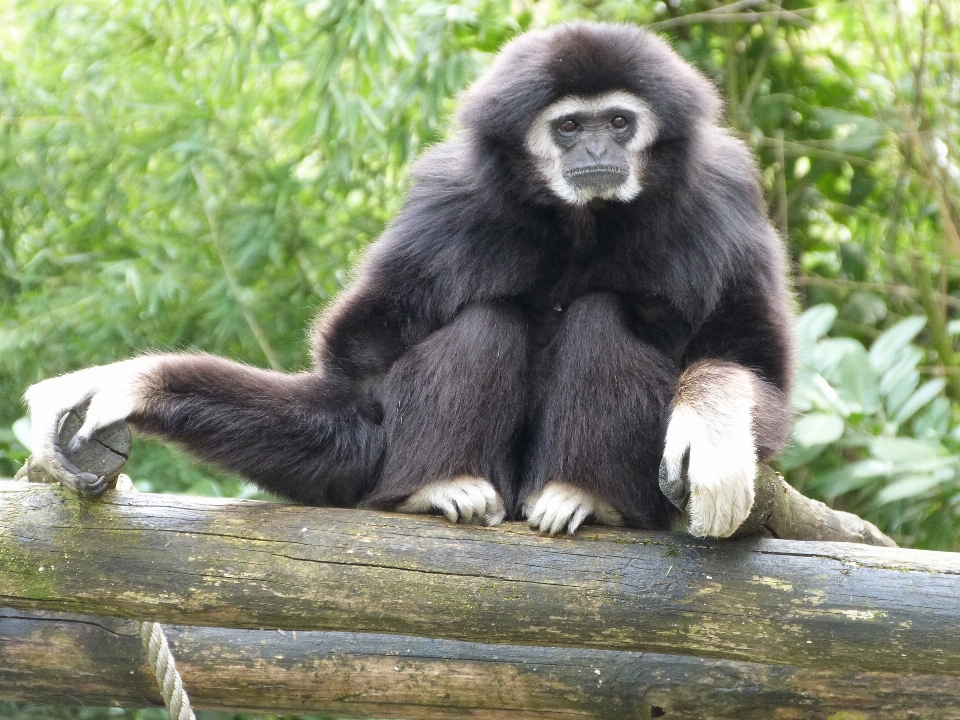 Animais selvagens jardim zoológico mamífero fauna