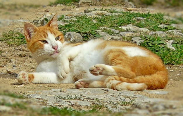 Grass animal cute pet Photo