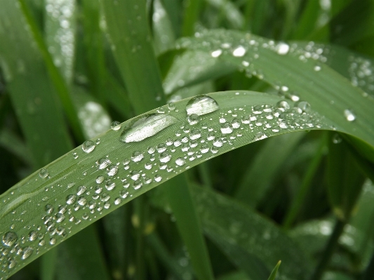 Water nature grass drop Photo