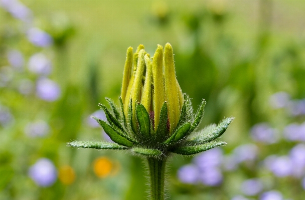 Foto Natureza florescer plantar campo