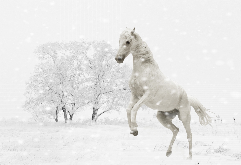 風景 自然 雪 冬