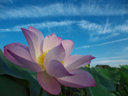 Blossom plant sky white Photo