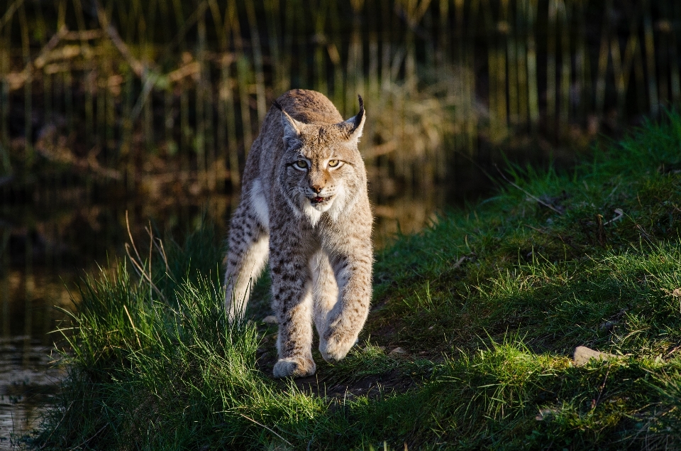 Nature marche en regardant faune