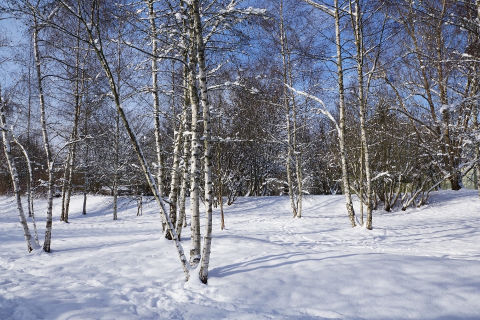 Baum wald zweig schnee