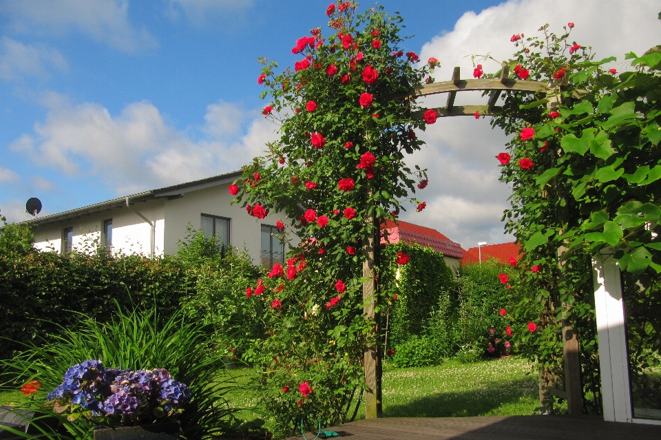 Arbre usine pelouse loger