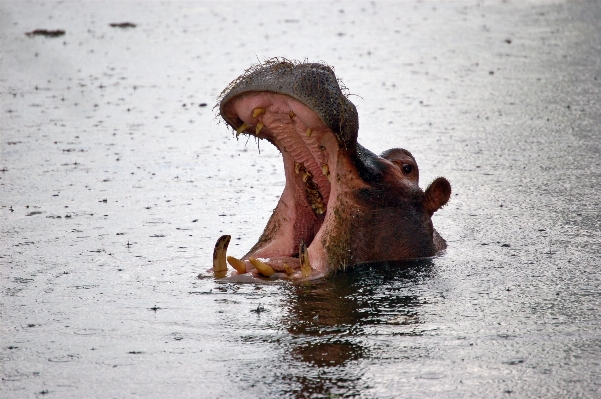 Animal wild foot africa Photo