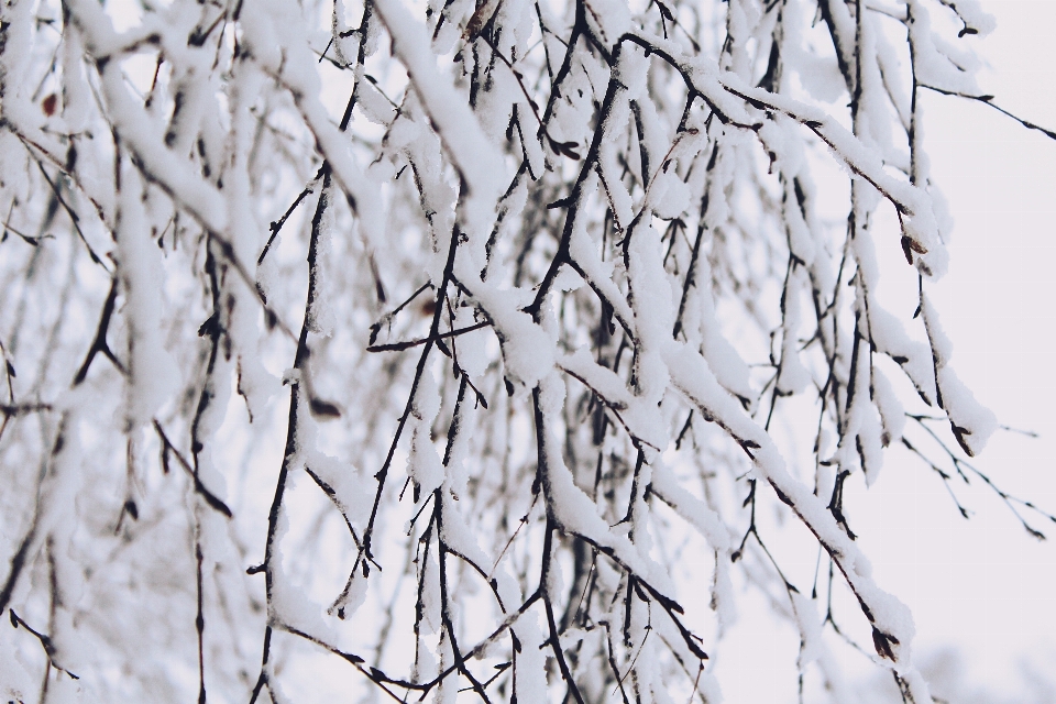 Albero natura ramo nevicare