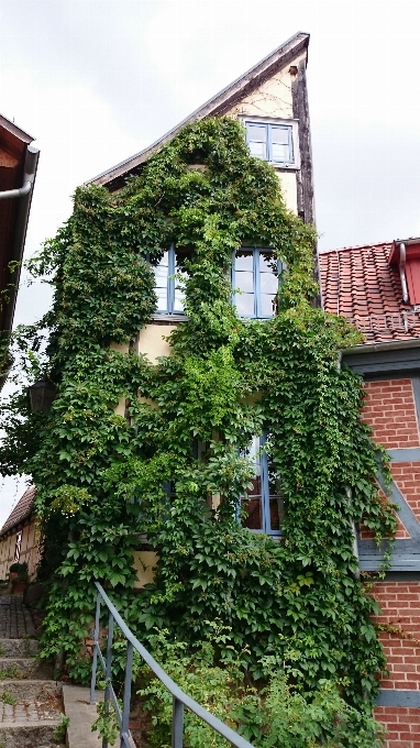 Tree tower ivy facade