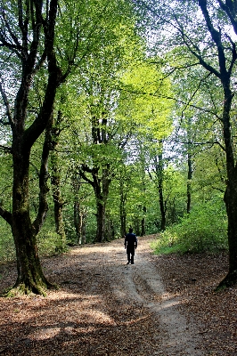 Tree nature forest pathway Photo