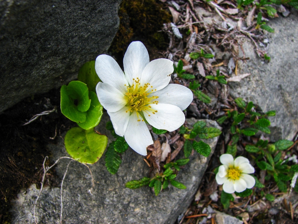 Blüte anlage blume blühen