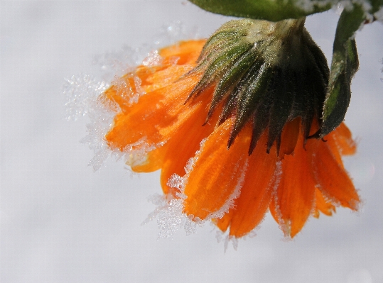 花 冬 植物 葉 写真