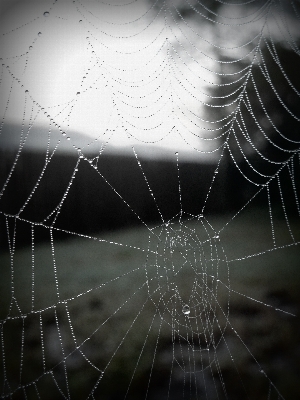 Foto Ala bianco e nero
 ragnatela monocromo