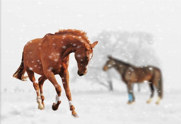 Landscape nature snow winter Photo