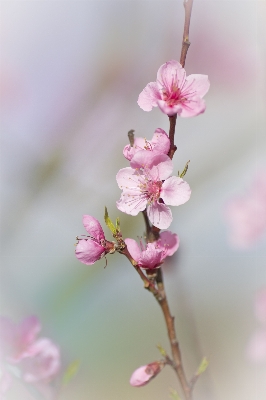 Nature branch blossom plant Photo