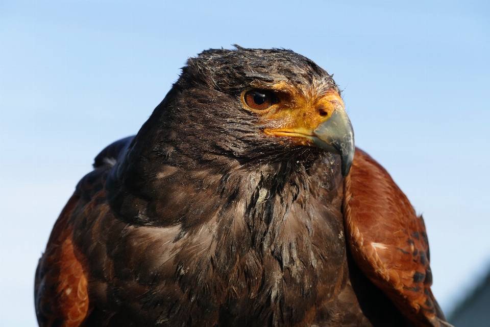 Natura uccello ala animale