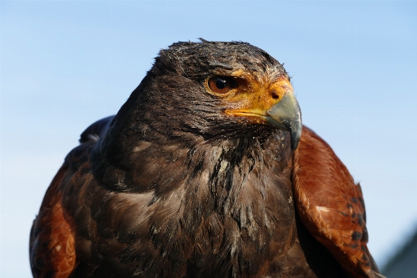 自然 鳥 羽 動物 写真