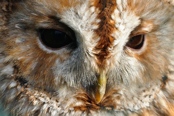 Natur wildnis
 vogel flügel Foto